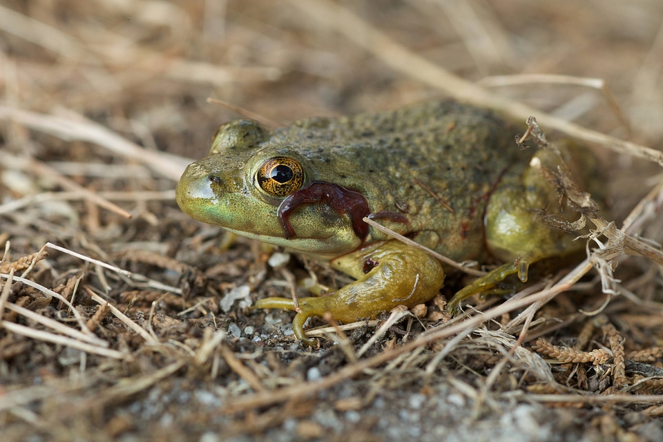 Bullfrog in a grassy area