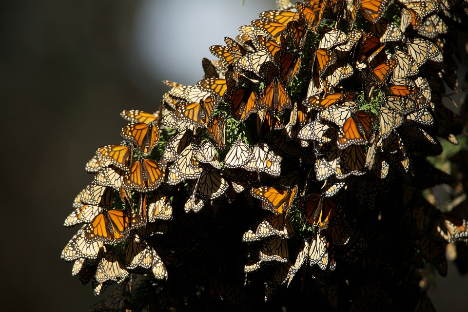 Monarch butterflies-1