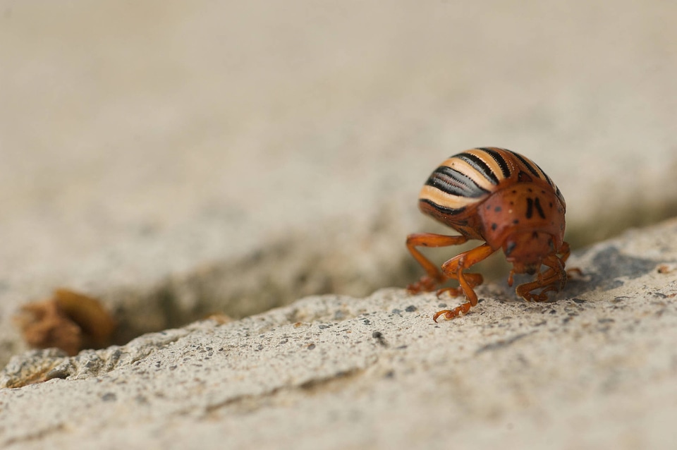 Colorado potato beetle-3