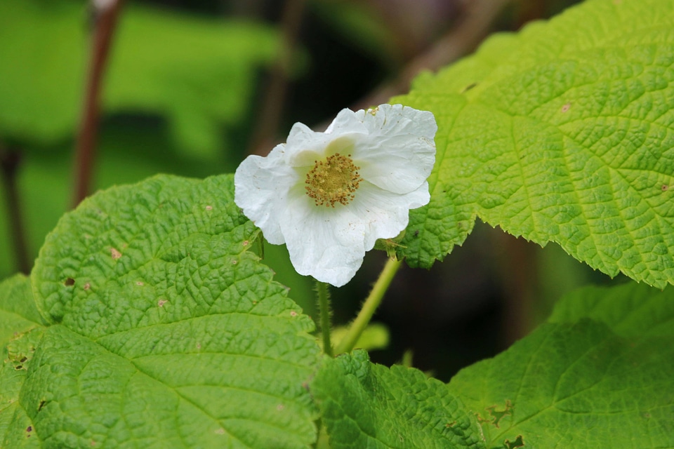 Thimbleberry flower