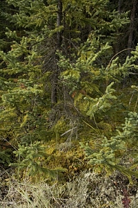 Conifer in forest at Tetlin National Wildlife Refuge photo