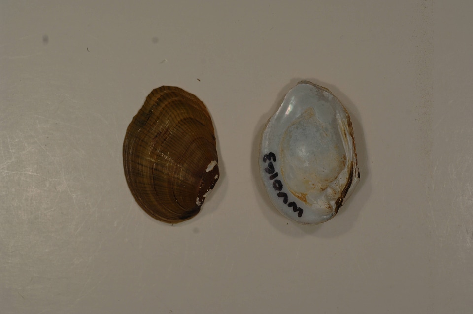 Epioblasma rangiana