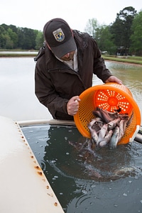 Staff at Warm Springs Hatchery capture channel catfish-1 photo