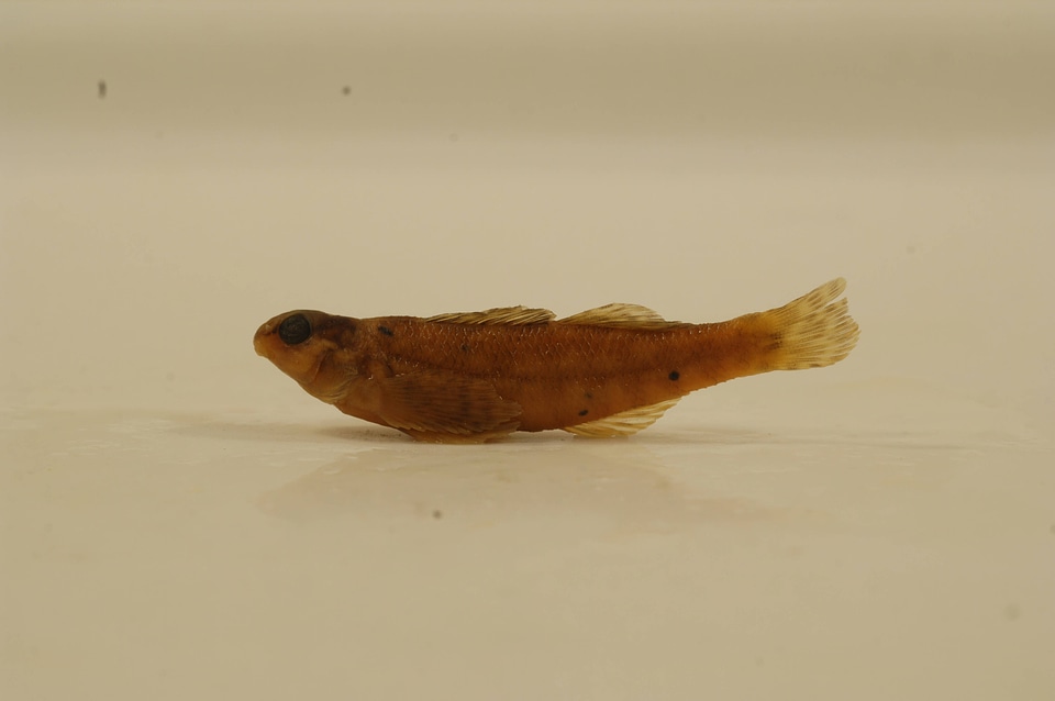 Etheostoma zonale-2