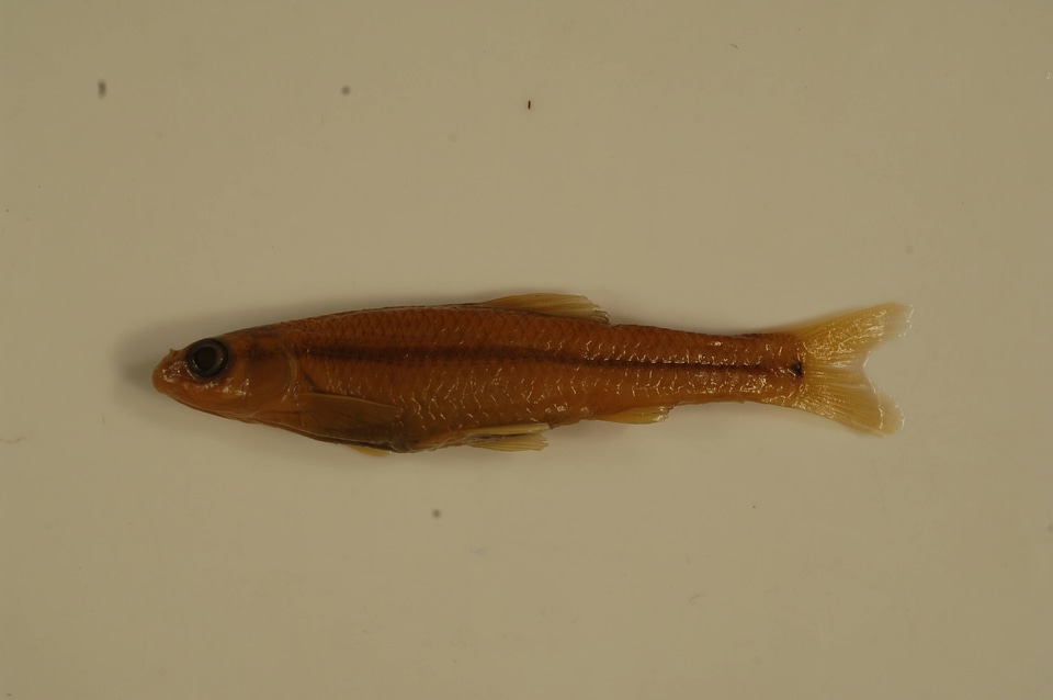 Pimephales notatus-1