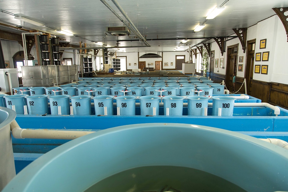 Inside Leadville National Fish Hatchery facility