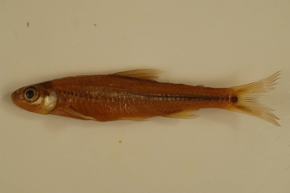 Notropis hudsonius-1