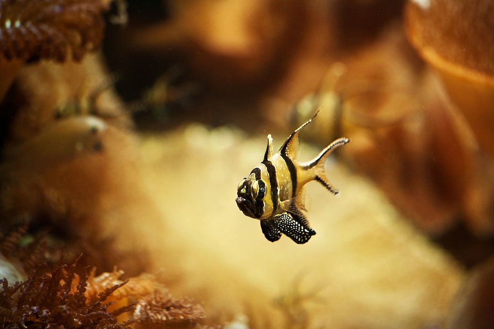 Underwater karpfenfisch exotic