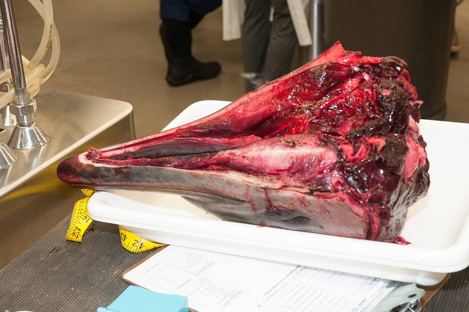 Marine Mammal Stranding Course at NCTC-1