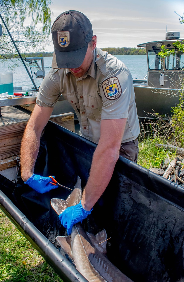 USFWS Fisheries worker takes fin sample from lake sturgeon-4