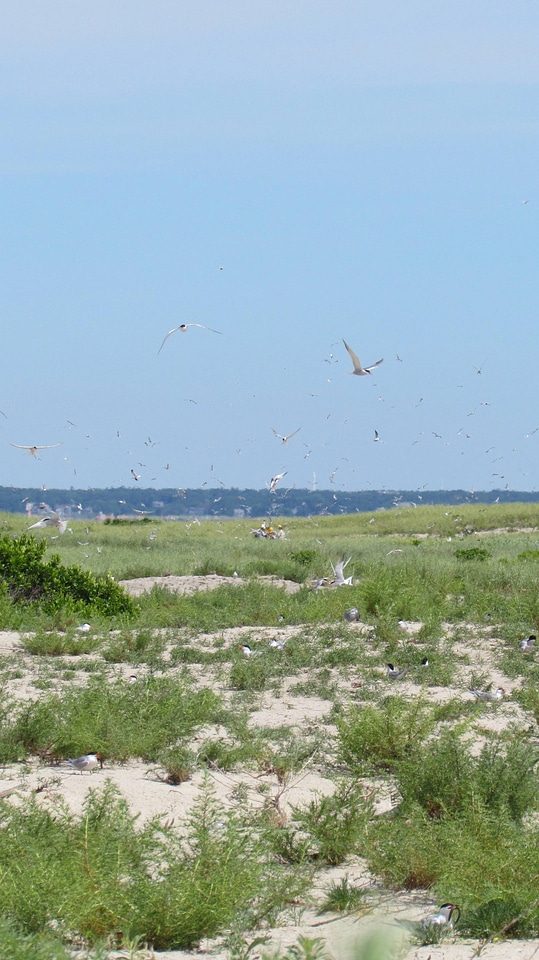 Nesting terns fly over the colony