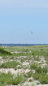 Nesting terns fly over the colony