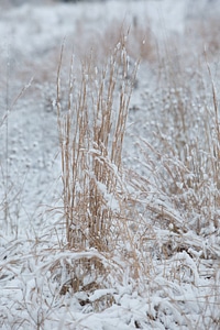 Snow on warm season grass