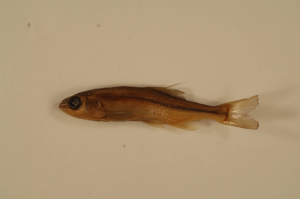 Acrocheilus alutaceus-1
