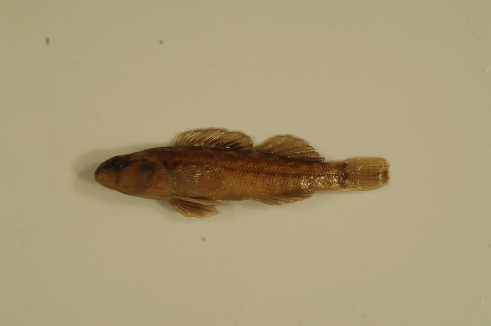 Etheostoma asprigene-2