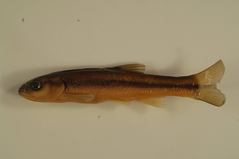 Semotilus atromaculatus-2