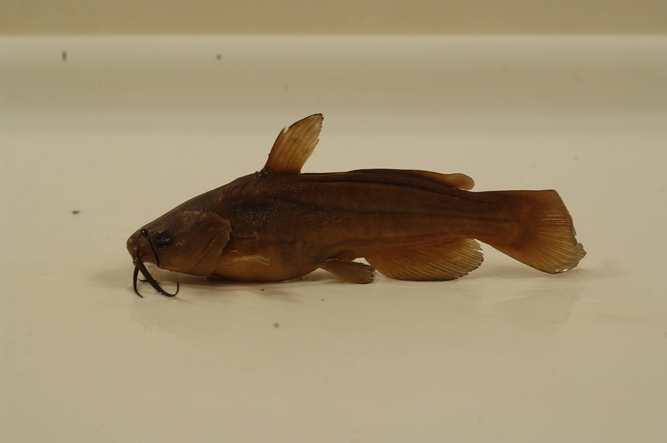 Ameiurus nebulosus-1