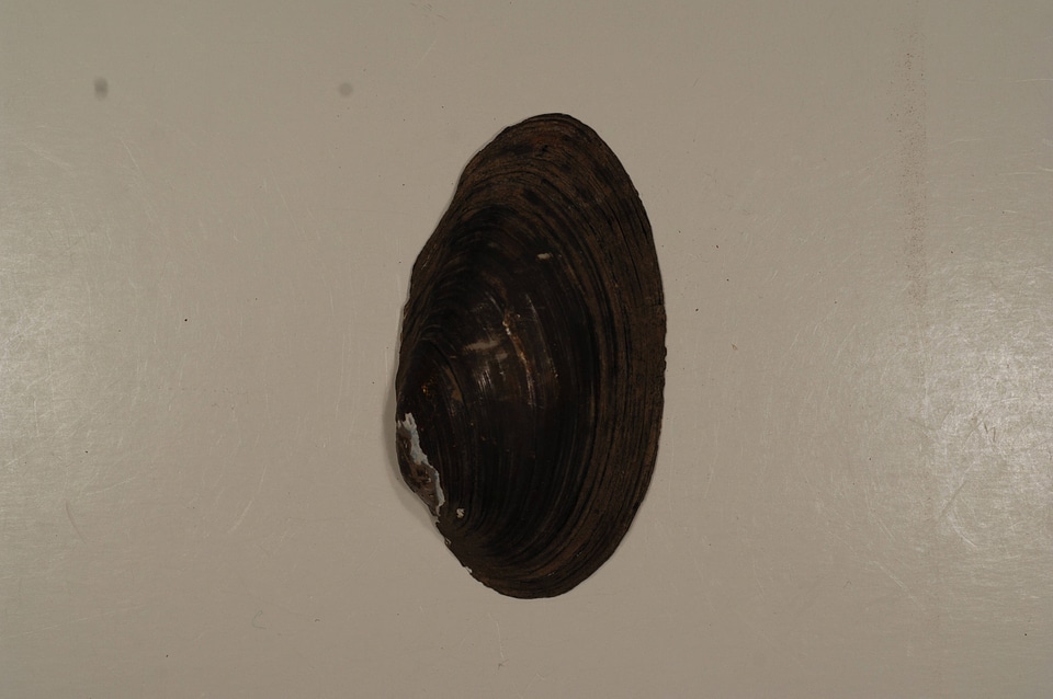 Pyganodon cataracta (outside)-1