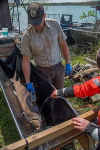 USFWS Fisheries crew prepares to operate on lake sturgeon-2