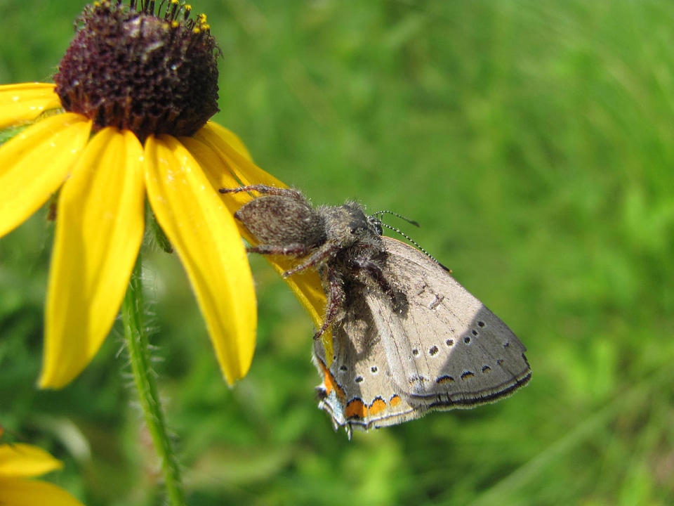Acadian hairstreak being eaten by spider on flower