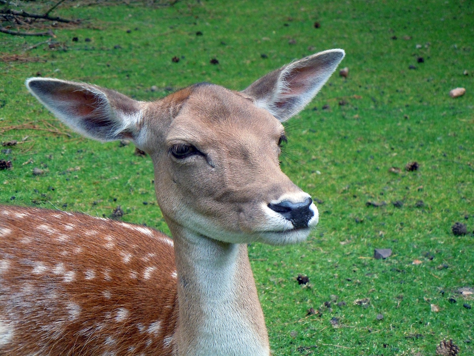 Mammal animal nature