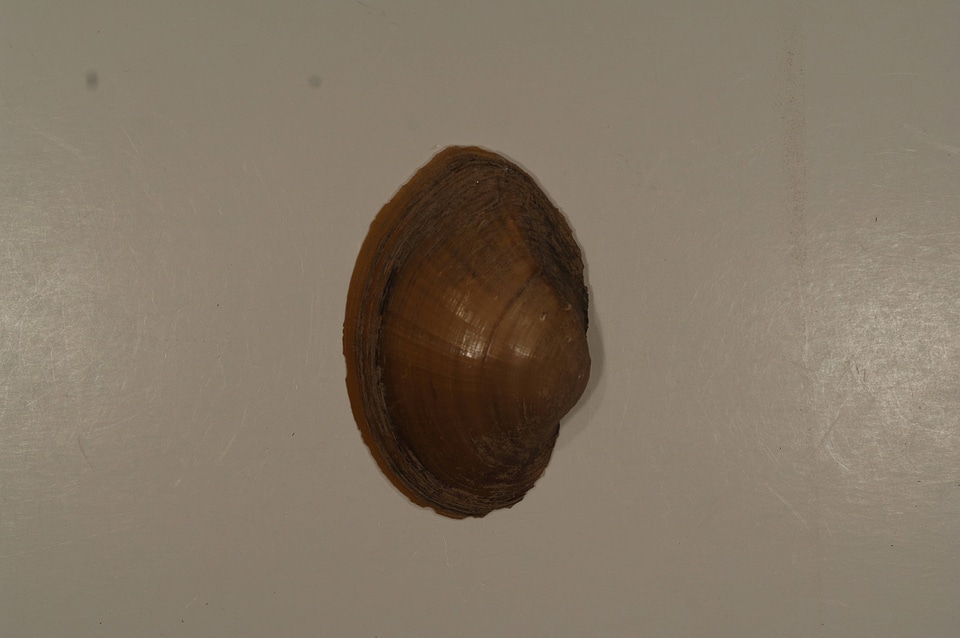 Leptodea ochracea (outside)