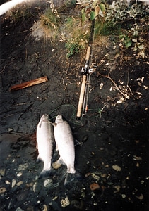 Silver Salmon or Coho Salmon catch photo
