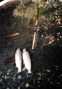 Silver Salmon or Coho Salmon catch