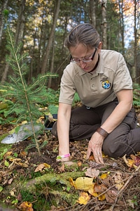 Planting Red Spruce-1 photo