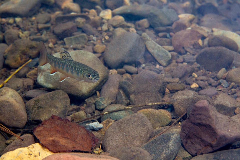 Young brook trout  with fall leaves in water-1