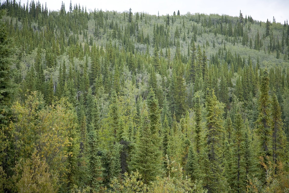 Mountains and Forest at Tetlin National Wildlife Refuge