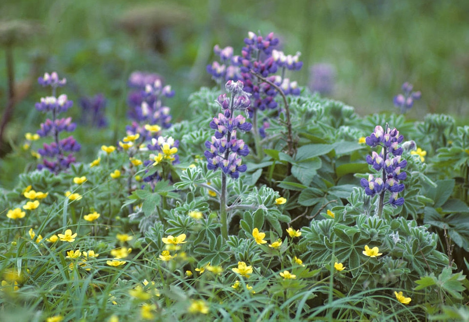 Lupine and buttercups