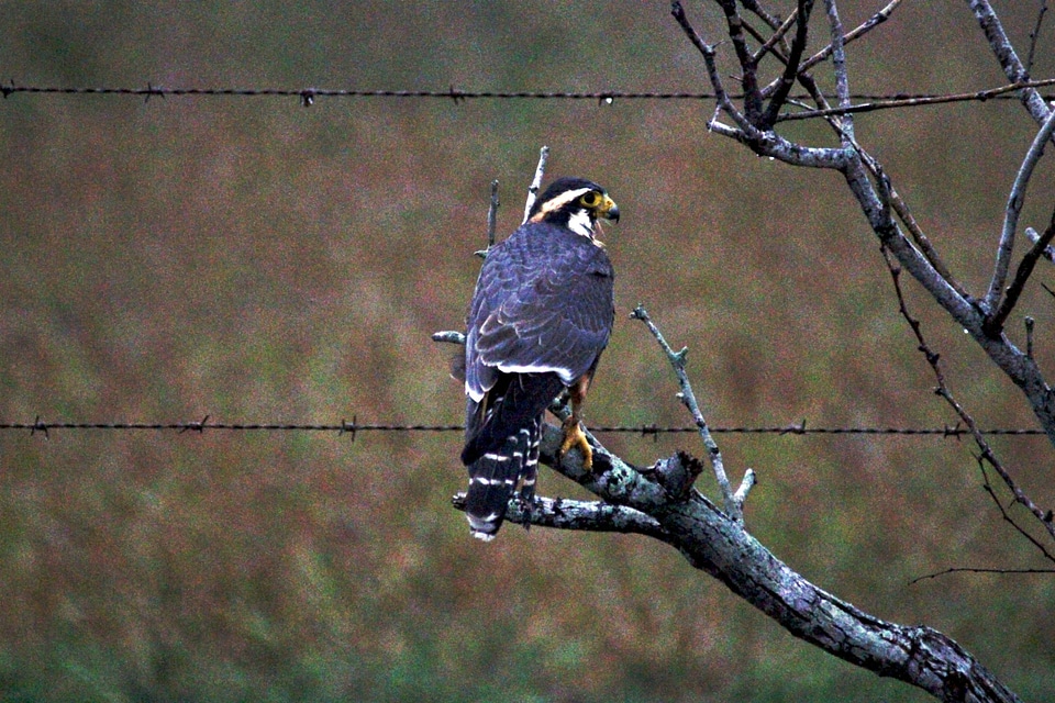 Northern aplomado falcon