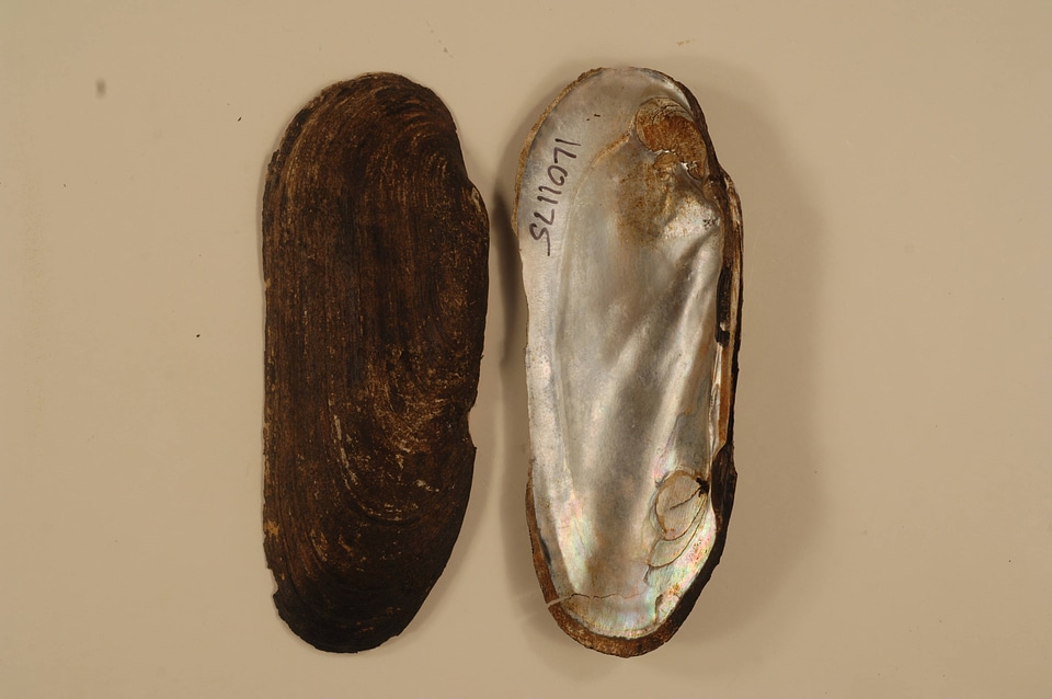 Margaritifera monodonta-4