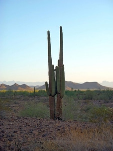 Desert cactus photo