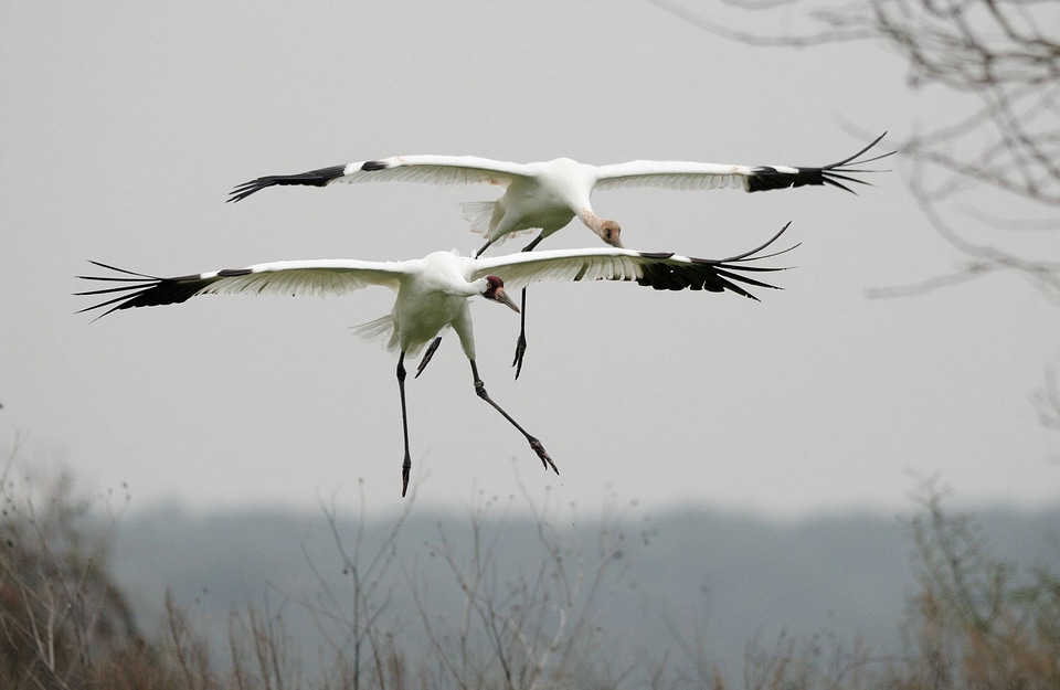 Whooping Cranes landing