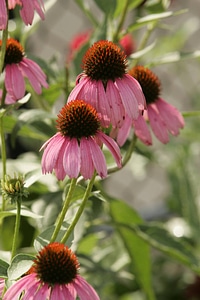 Purple coneflower photo