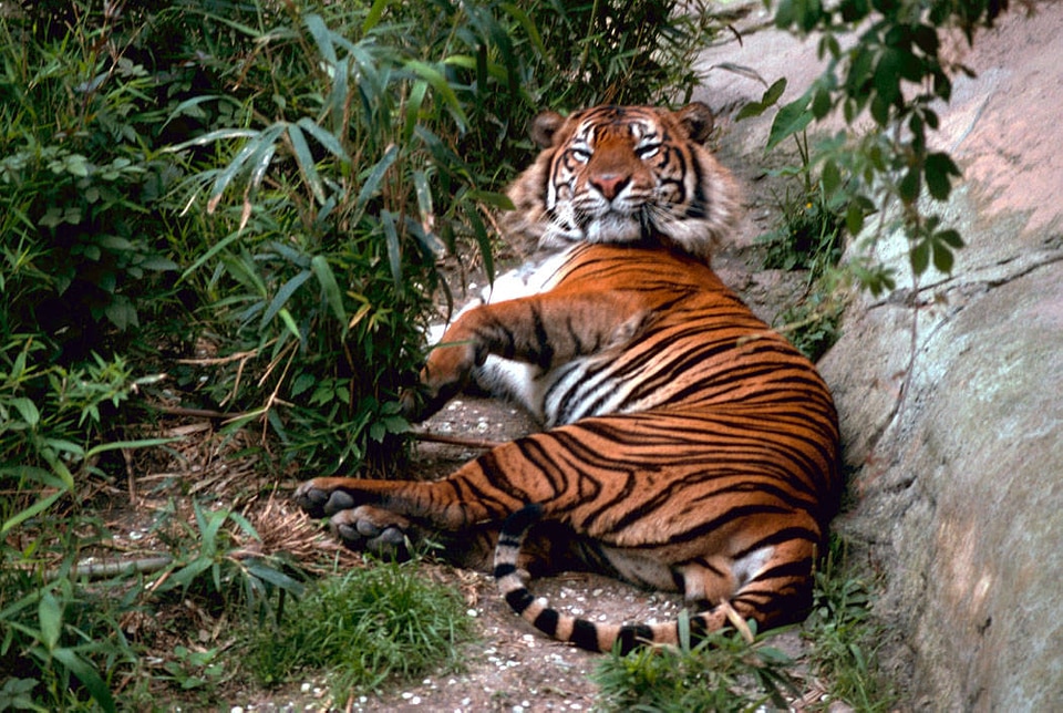 Bengal tiger photo