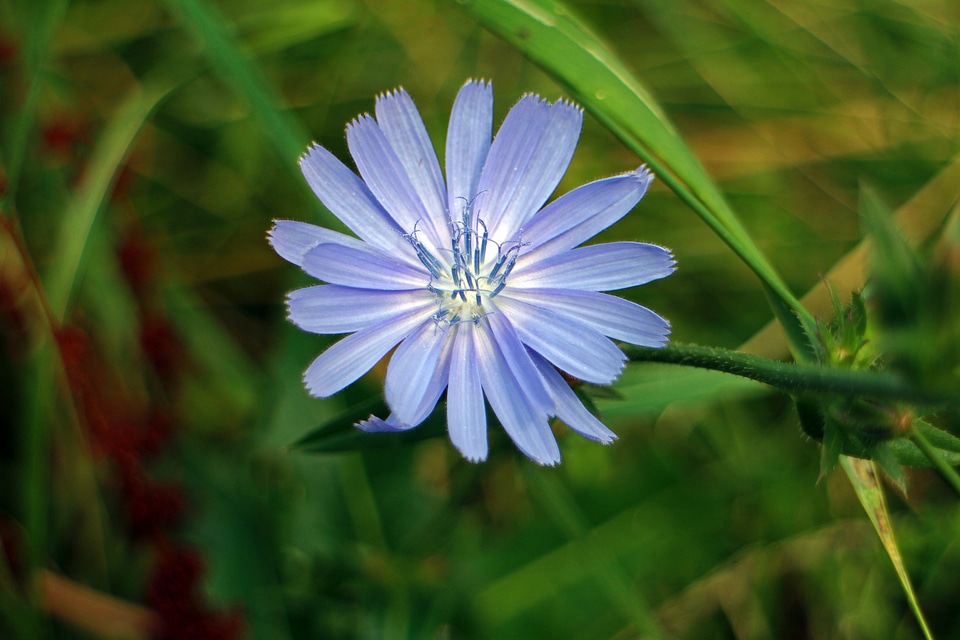 Flower violet light purple