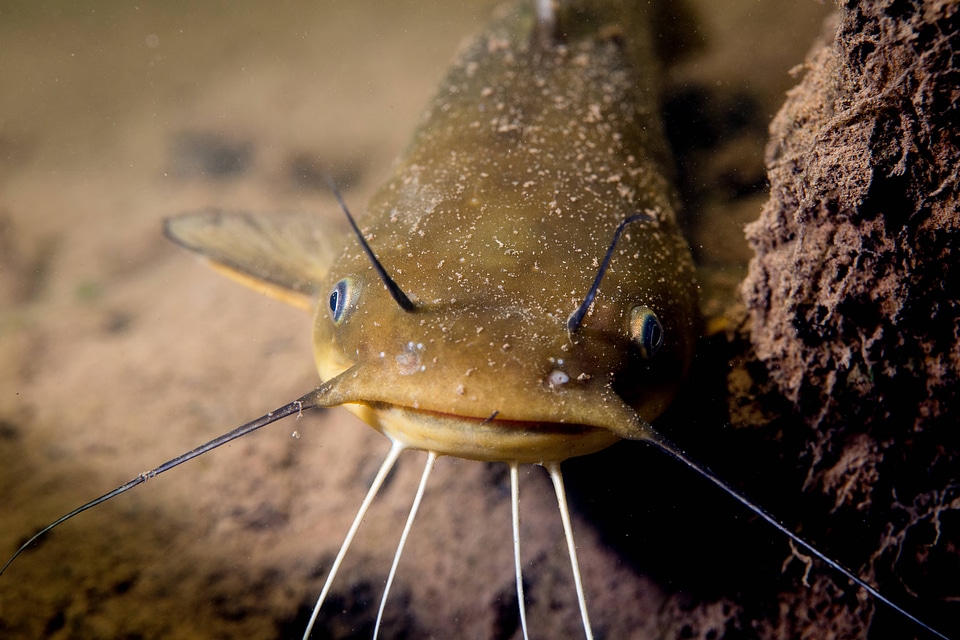 Yellow bullhead catfish-3