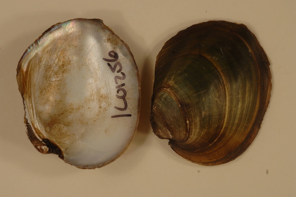 Amblema plicata-1