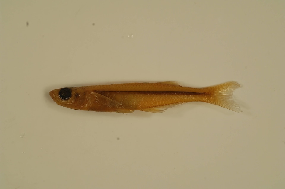 Menidia beryllina-3