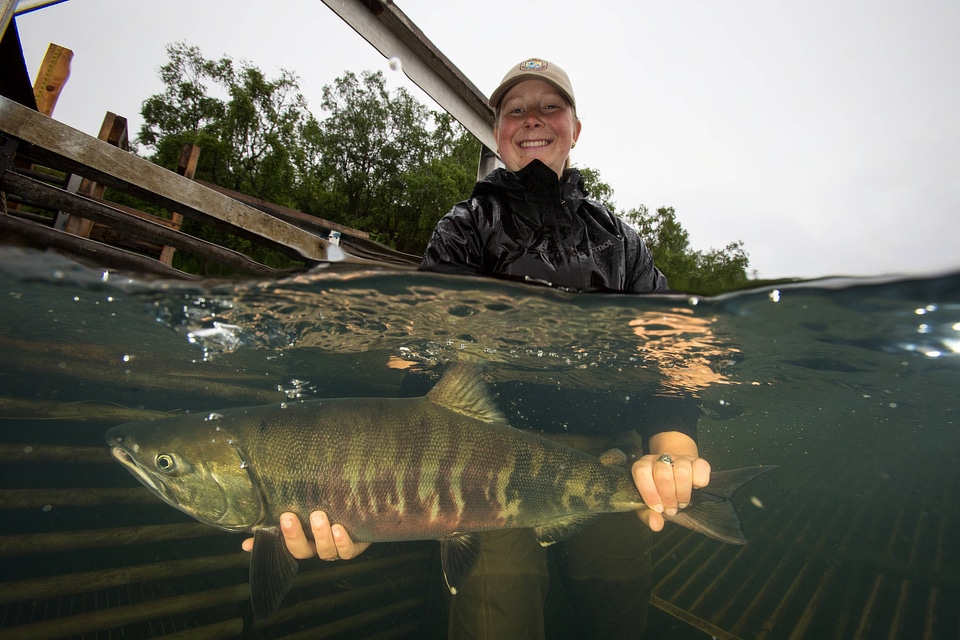 Biologist releases salmon-1