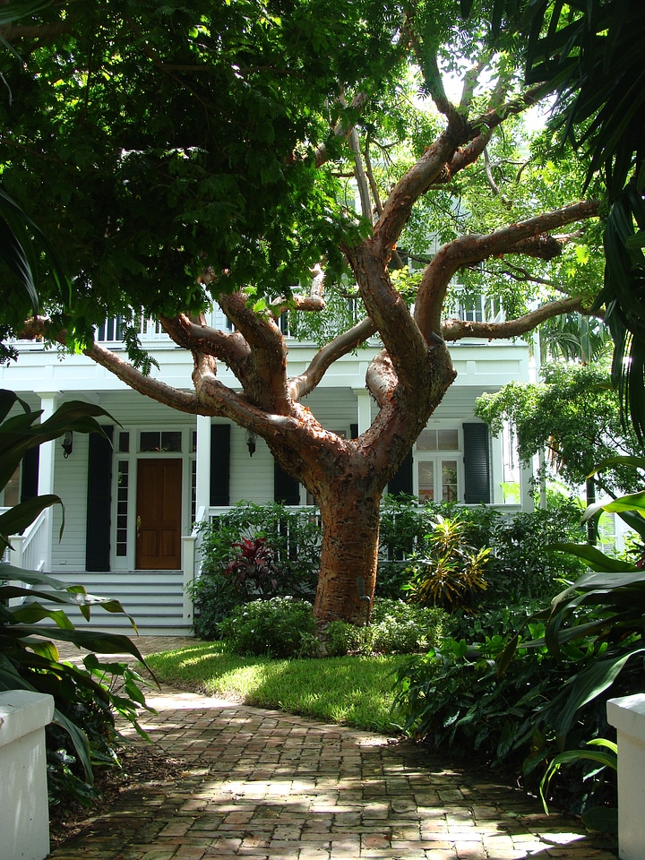 Key west tropics florida