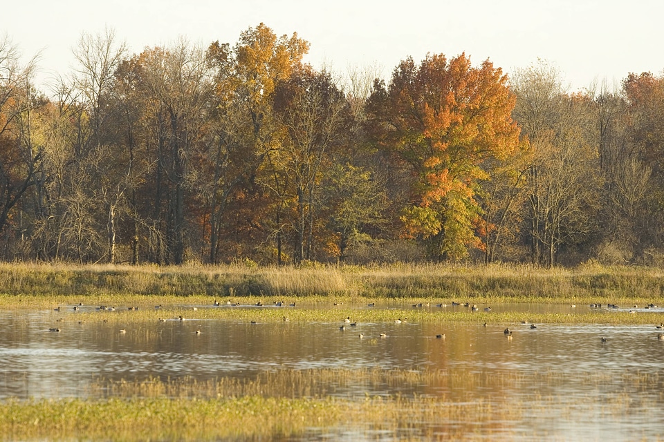 Wetland with autumn trees and ducks photo