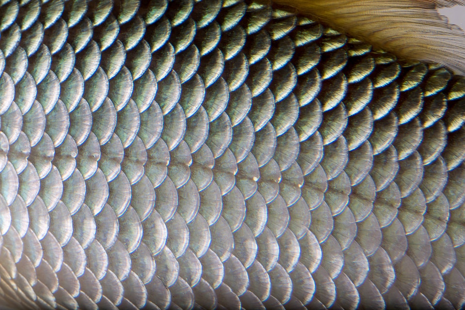 Close up of Sicklefin Redhorse scales-2