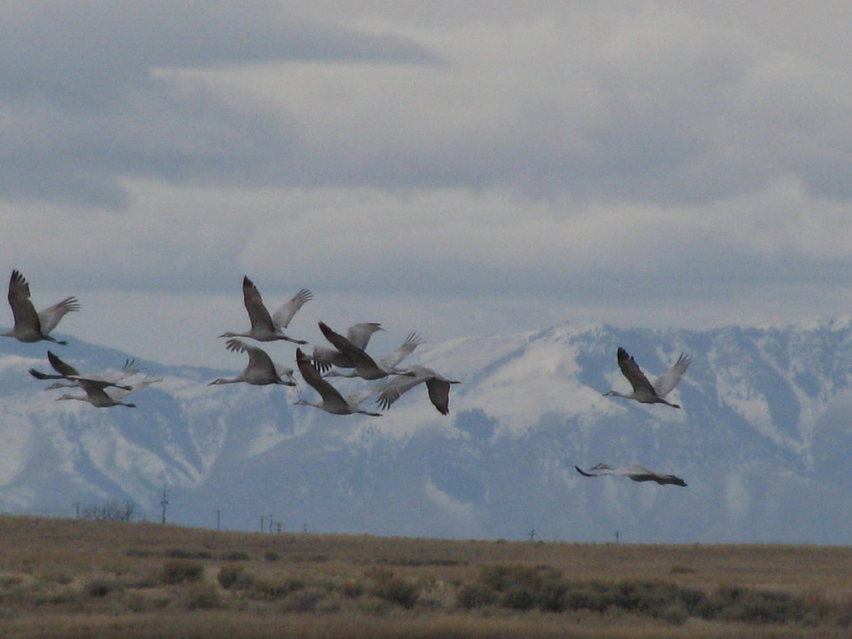 Sandhill cranes in flight