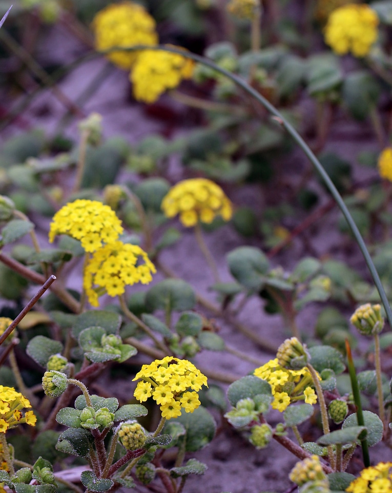 Abronia latifolia-1