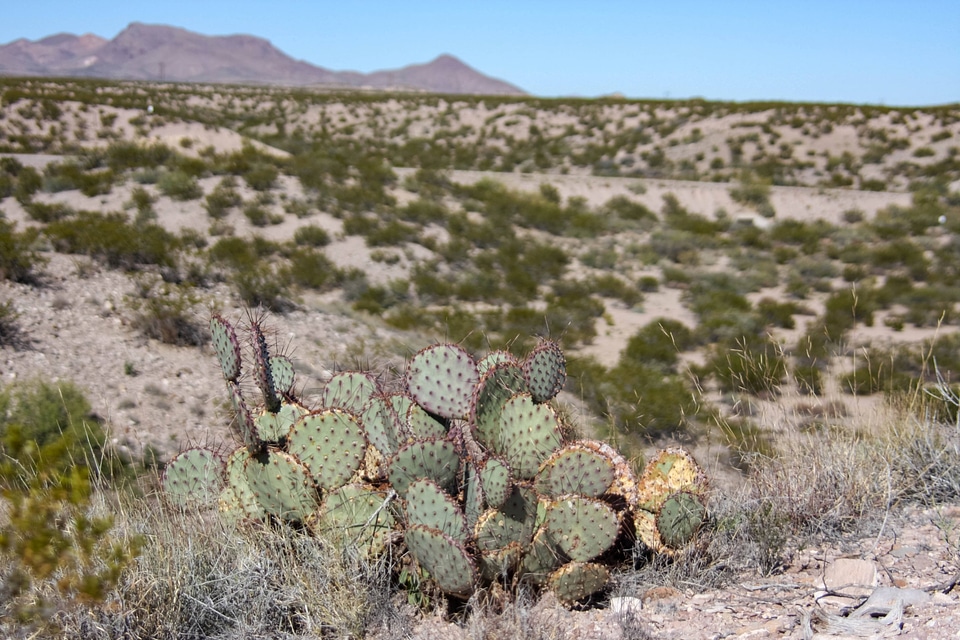 Prickly Pear Cactus growing around the Point of Lands