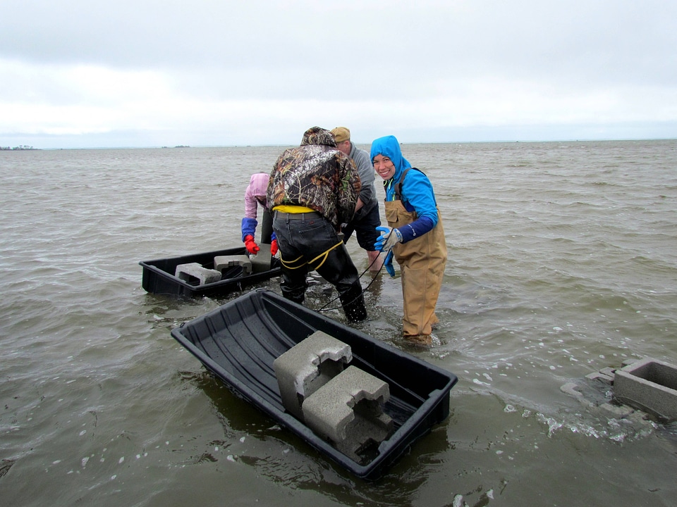 Refuge staff and volunteers and The Nature Conservancy volunteers build oyster castles-1